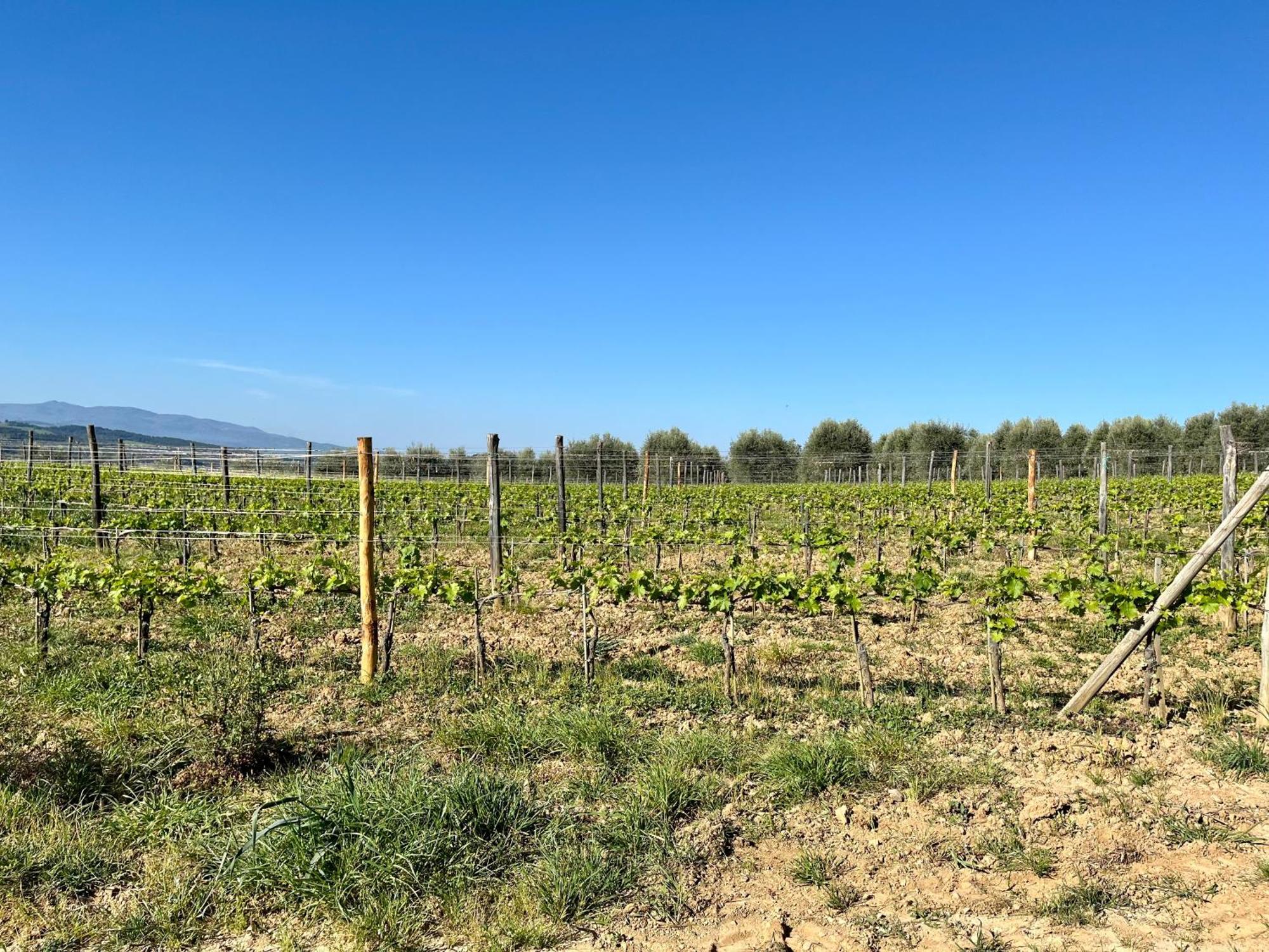 Agriturismo Le Querciole In Val D'Orcia Bagno Vignoni Exterior foto